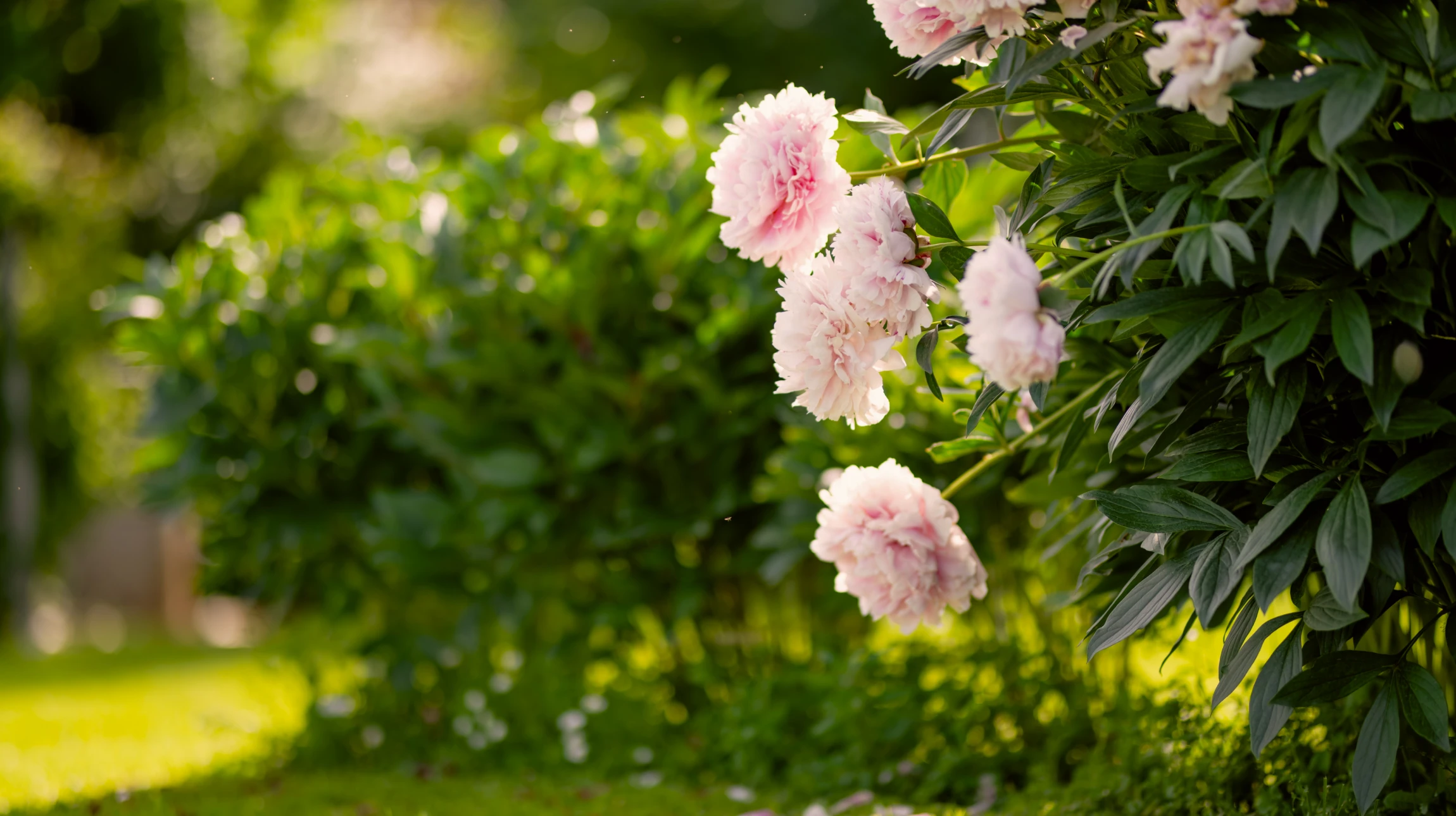 Jardin extérieur avec massifs de lavande en fleurs violettes disposés autour d'éléments décoratifs en pierre naturelle