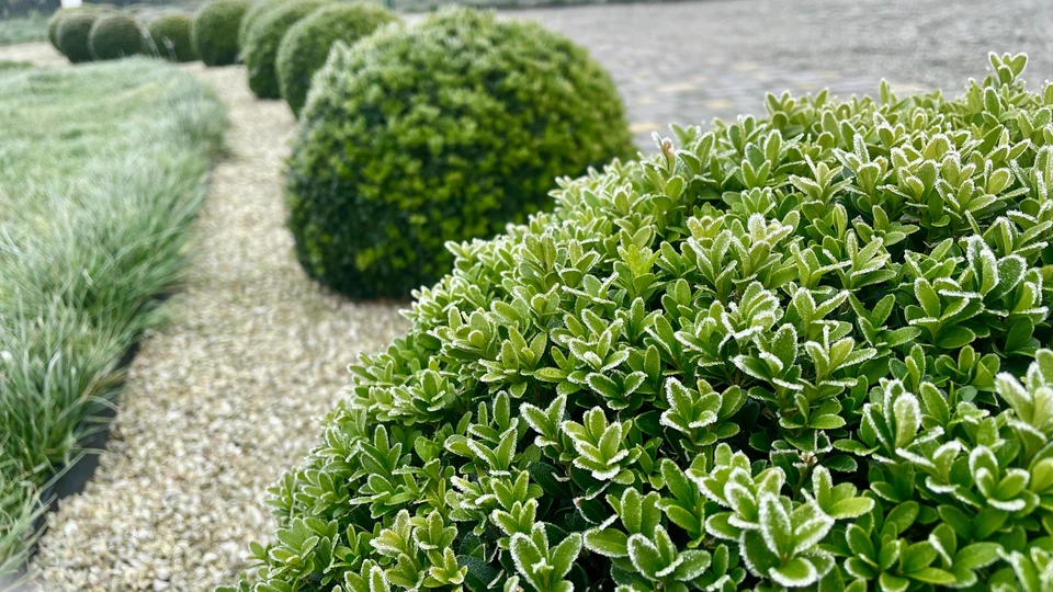 Jardinier professionnel en salopette et chapeau taille une haie verte avec un taille-haie électrique dans un jardin paysager extérieur